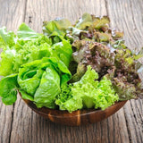 MESCLUN MIX LEAF LETTUCE 800 SEEDS FRESH FOR GARDENS Garden Plants
