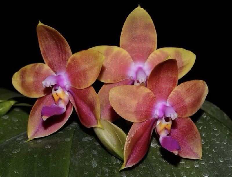 Fragrant orchid flowers with maroon and yellow petals and bright purple centers