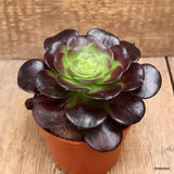 D4345 AEONIUM ARBOREUM "VELOUR" pot10,5-H9-W14 cm MaMa Cactus Green Plant