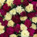 30+ Fizz Banana Berry Carnation Dianthus / Perennial Flower Seeds Carnation