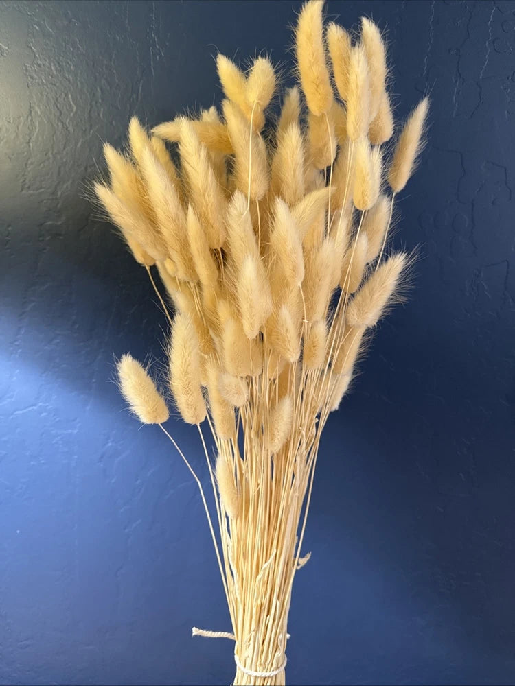 60 Natural Bunny Tails Lagurus Ovatus ~ Dried Flowers 20Ó Dried Flower
