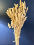 60 Natural Bunny Tails Lagurus Ovatus ~ Dried Flowers 20Ó Dried Flower
