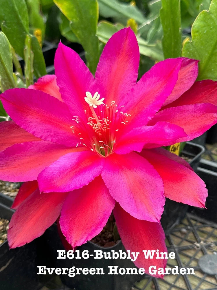 Orchid cactus in 4-inch starter pot with vivid pink-red bloom and green pads