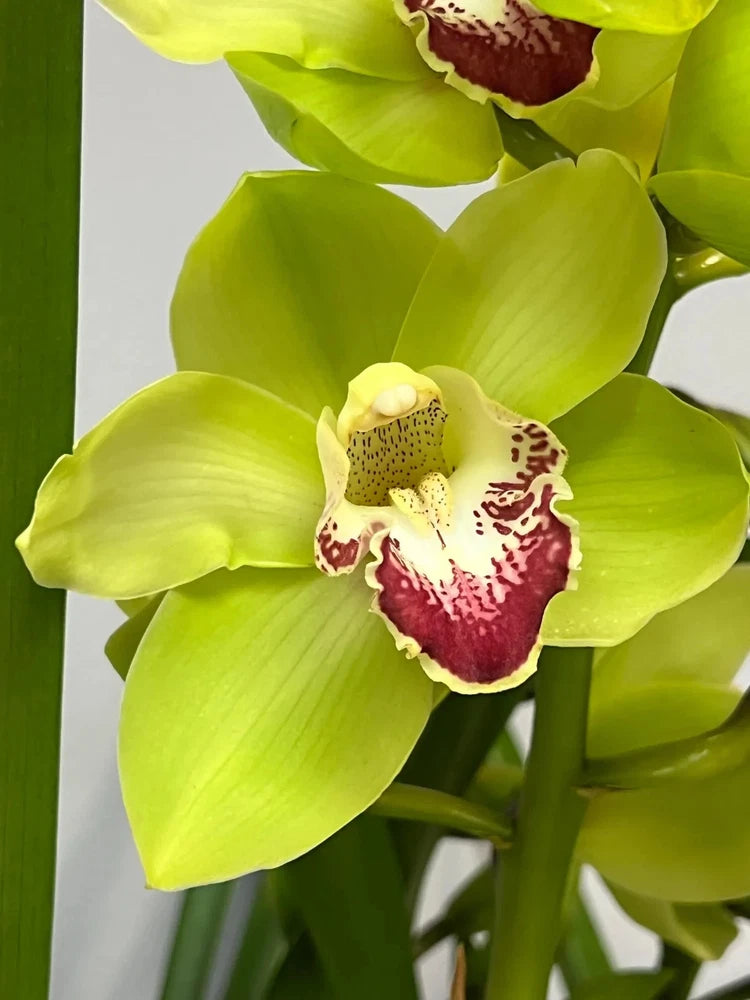 Green cymbidium orchid with one white-and-maroon spotted flower and broad leaves