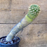 D5463 WEINGARTIA NEOCUMINGII pot16-H33-W7 cm MaMa Cactus Green Plant