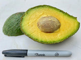 Green Gold Avocado Tree GRAFTED Green Plant