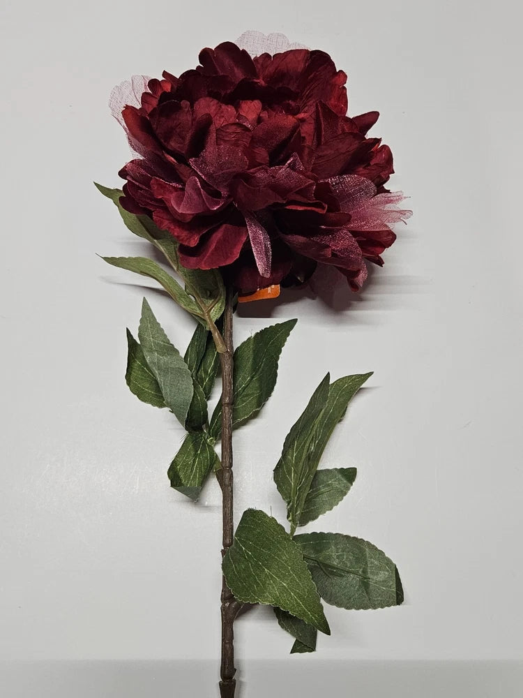 Dark red peony flower stem with layered petals and green leaves