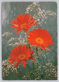 Postcard Flowers Gerbera daisies (Gerbera Jamesonii) Hungary c1982 68R Daisies