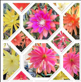 5 Assorted Mixed Colors Epiphyllum Cuttings Orchid Cactus Succulents Orchids
