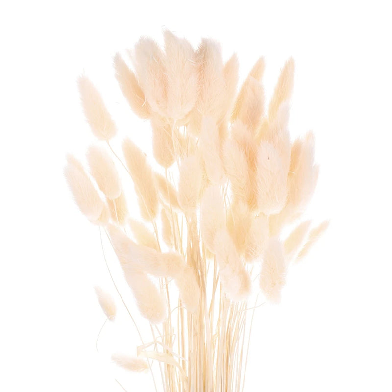 60pcs Natural Bunny Tails Dried Flowers 24" Mini Pampas Grass, Light Yellow Dried Flower