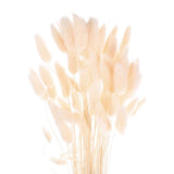60pcs Natural Bunny Tails Dried Flowers 24" Mini Pampas Grass, Light Yellow Dried Flower