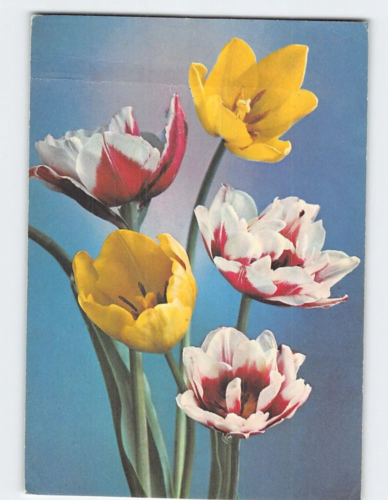 Floral art print postcard with yellow, white, and red tulip flowers on a blue background