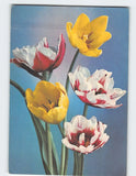 Floral art print postcard with yellow, white, and red tulip flowers on a blue background