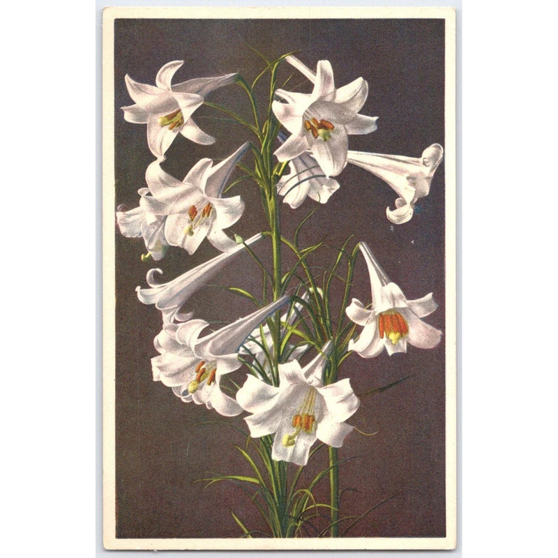 Floral lily postcard with white blossoms and green stems