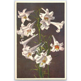 Postcard Beautiful White Lilies Floral Design 1954 Lily