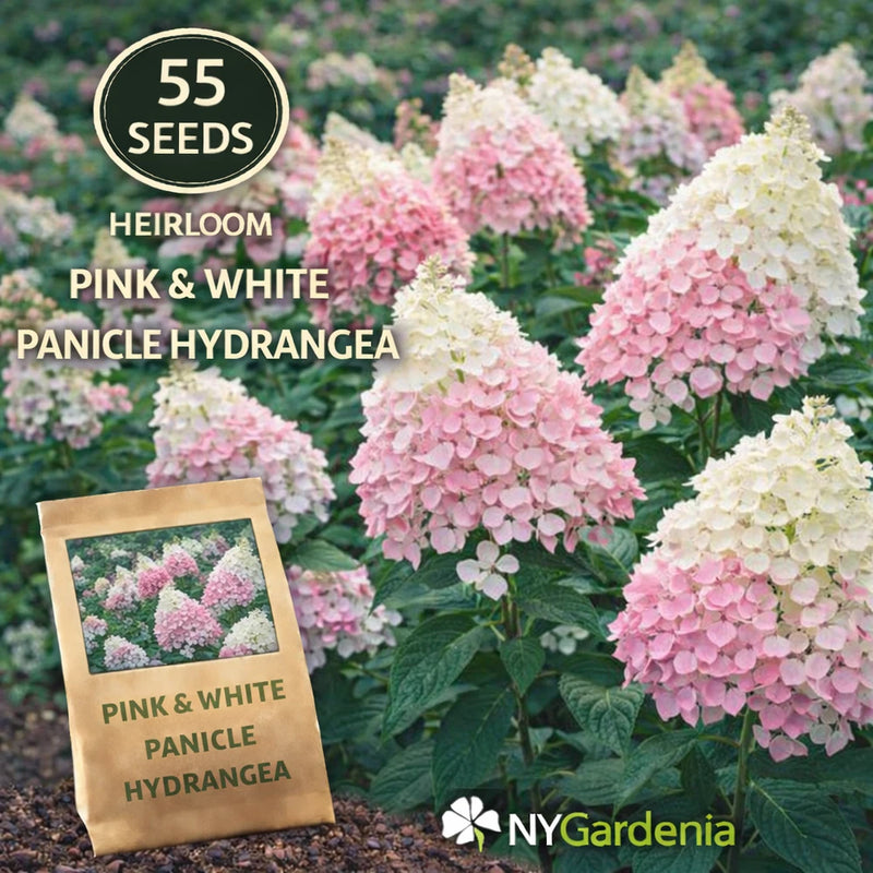 55 Pink White Panicle Hydrangea Seeds Heirloom Flower Shrub Easy Grow Hydrangea