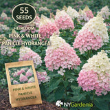 55 Pink White Panicle Hydrangea Seeds Heirloom Flower Shrub Easy Grow Hydrangea