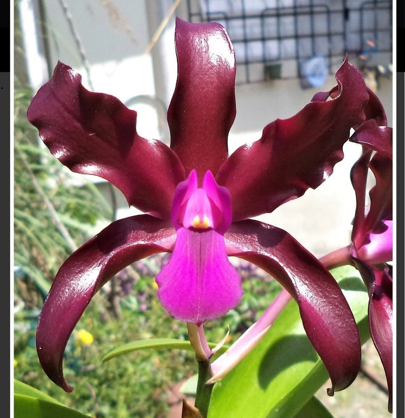 Live pink and deep magenta orchid flower with star-shaped petals and yellow throat
