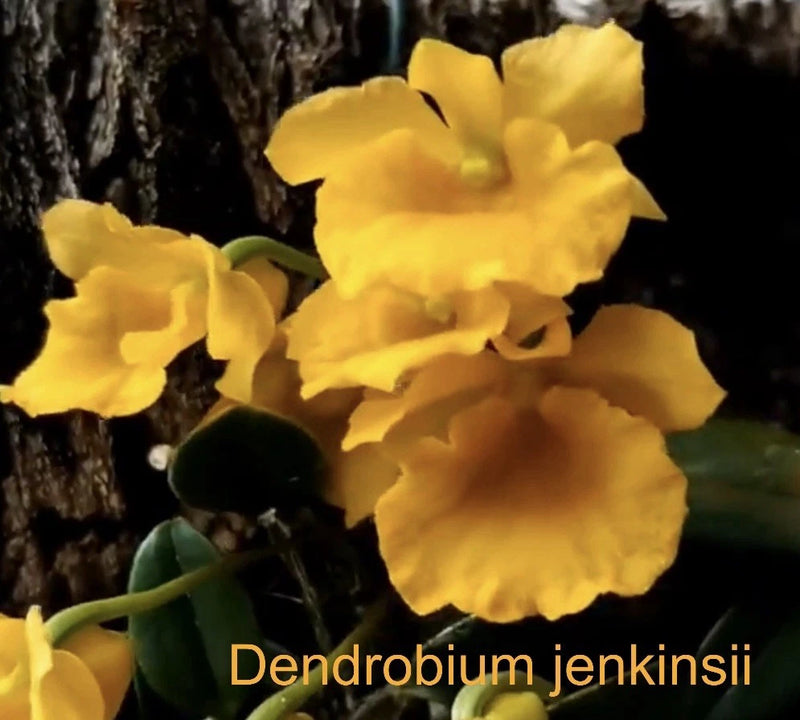 Yellow Dendrobium jenkinsii orchid blooms, clustered flowers with ruffled petals