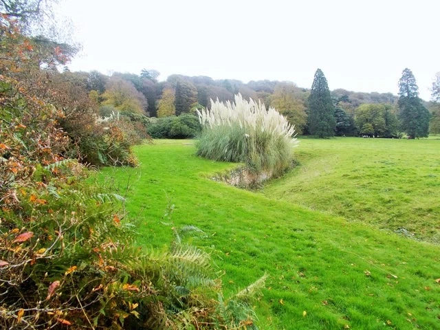 Photo 12x8 Tyntesfield Estate garden Pampas Grass on the edge of the Ha Ha c2014 Pampas Grass