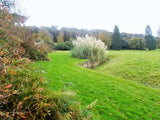 Photo 12x8 Tyntesfield Estate garden Pampas Grass on the edge of the Ha Ha c2014 Pampas Grass