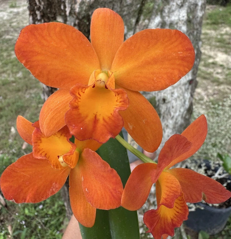 Orange Cattleya orchid plant with five layered blossoms and green leaves