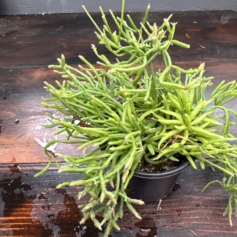 Live Rhipsalis ewaldiana orchid cactus plant with bright green branching stems in pot