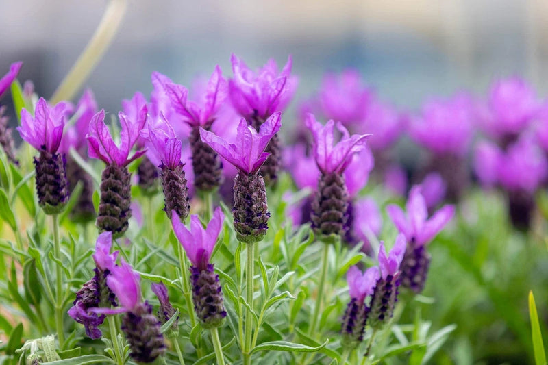 100 FRENCH LAVENDER Butterfly Spanish Topped Lavandula Stoechas Flower Herb Seed Flowering Plants
