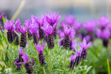 100 FRENCH LAVENDER Butterfly Spanish Topped Lavandula Stoechas Flower Herb Seed Flowering Plants