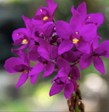 Ground Orchid - Spathoglottis plicata purple - Live SEEDLING Orchids