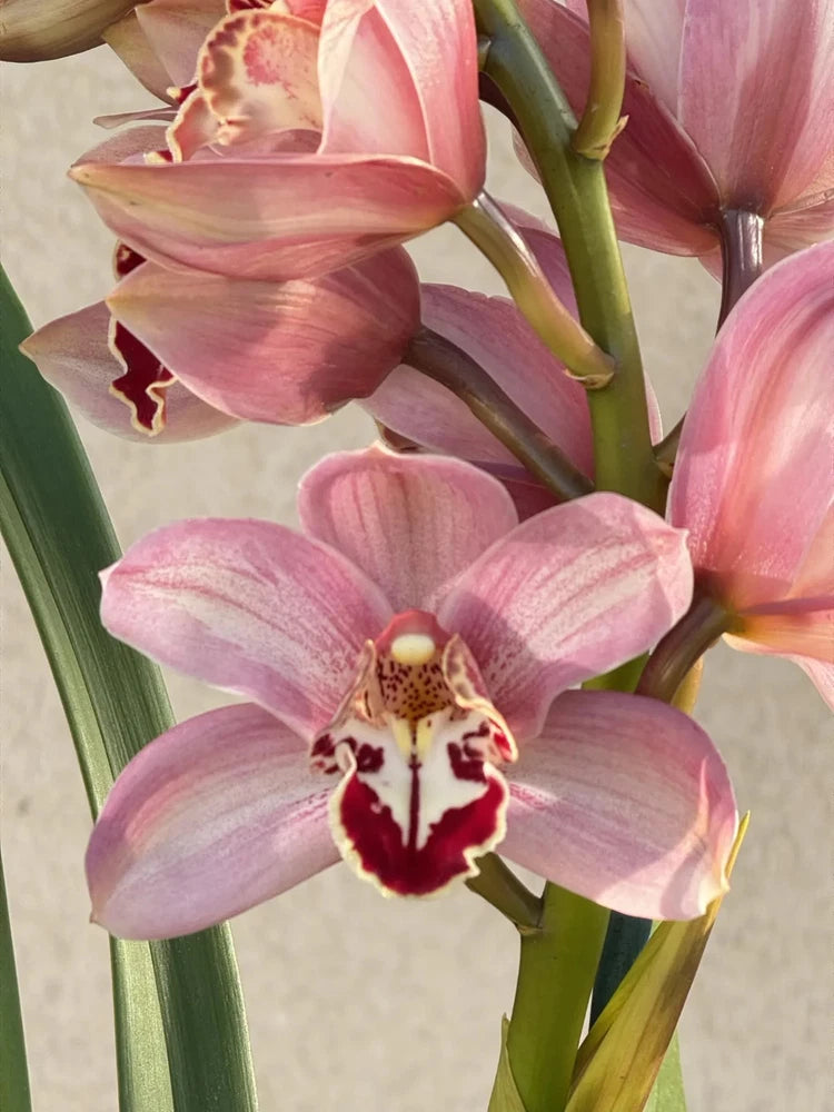 Pink cymbidium orchid blooms with speckled centers on green stems