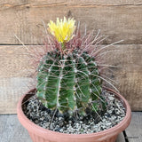 D5828 FEROCACTUS HAMATACANTHUS pot25-H17-W16 cm MaMa Cactus Green Plant