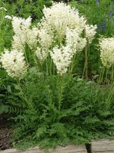 35+ WHITE FLOWERING FERN PERENNIAL FLOWR SEEDS / FILIPENDULA / DEER,RABBIT RESI Flowering Plants