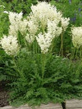35+ WHITE FLOWERING FERN PERENNIAL FLOWR SEEDS / FILIPENDULA / DEER,RABBIT RESI Flowering Plants