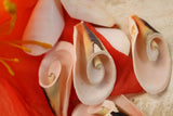25-JUMBO LILY CUT STOMBUS LUHUANUS,larger seashell flowers,Christmas Ornaments Lily