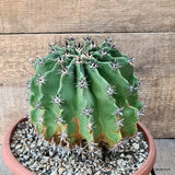 D5835 FEROCACTUS HORRIDUS BREVISPINUS pot22-H16-W19 cm MaMa Cactus Green Plant