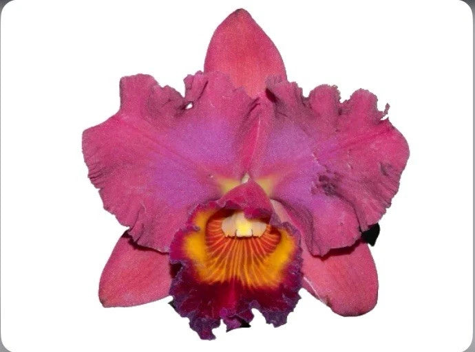 Pink and purple orchid flower with ruffled petals and yellow-orange center