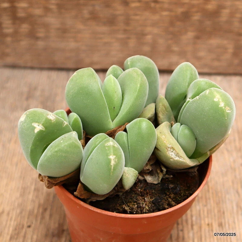 D3933 CHEIRIDOPSIS VERRUCOSA pot8,5-H7-W12 cm MaMa Cactus Green Plant