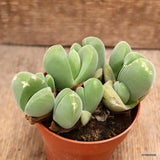 D3933 CHEIRIDOPSIS VERRUCOSA pot8,5-H7-W12 cm MaMa Cactus Green Plant