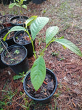 American Paw Paw Tree, 1 Gallon Pot. Flowering Plants