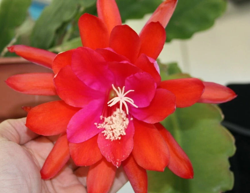 Orchid cactus flower with red-orange petals and pink-magenta center, in a hand