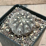 D6125 GYMNOCALYCIUM RIOJENSE PLATYGONUM pot10-H4-W6,5 cm MaMa Cactus Green Plant