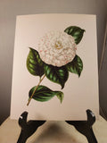 Vintage Print Set White Flowers On Linen  Camellias Gardenia Dogwood Calla Lily Lily