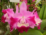 (552-4)Lc.Mini Song 'Petite'     young plant Orchids