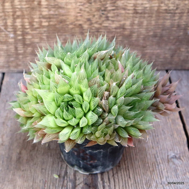 Haworthia cymbiformis succulent in dark pot, light green leaves