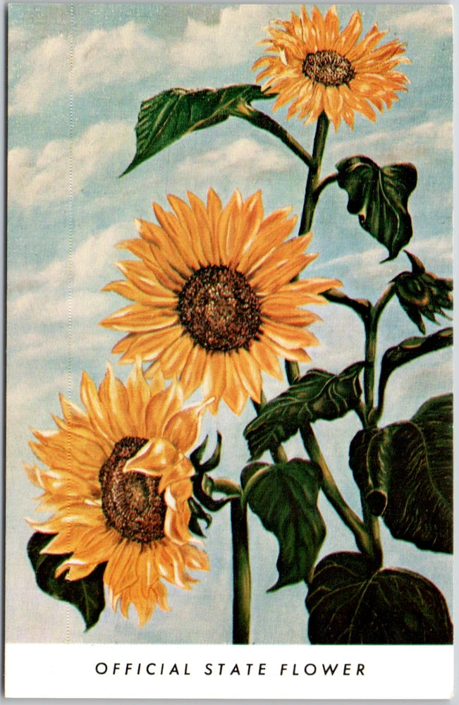 Kansas Official State Flower Vintage Postcard The Sunflower State View Unposted Sunflower
