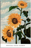 Kansas Official State Flower Vintage Postcard The Sunflower State View Unposted Sunflower
