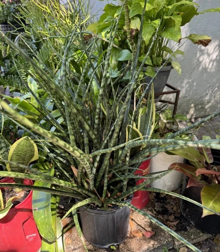 Sansevieria fernwood mikado orchid plant with upright green sword leaves in pot
