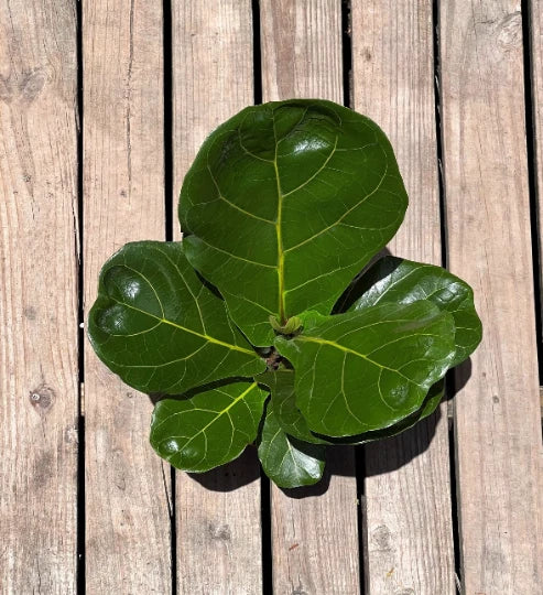 Large leaf fig plant with broad, glossy green leaves