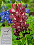 Maroon Texas Bluebonnet Seeds X20 (Lupinus texensis) Heirloom Native Gardening Garden Plants